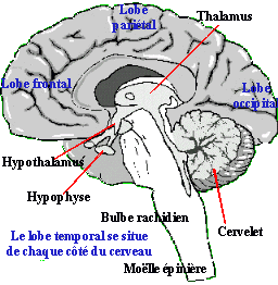 anatomie